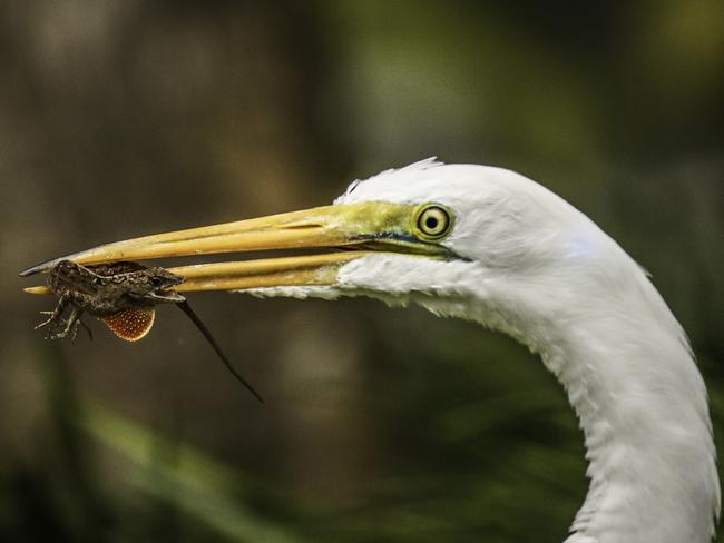 Dinner time. Steve Irwin’s 13-year-old son Robert demonstrates an exceptional talent behind the lens with a series of candid and close-up images of wildlife in their natural habitats. Picture: Robert Irwin