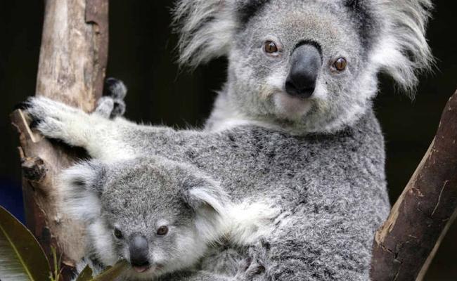 Koala and six week old baby.