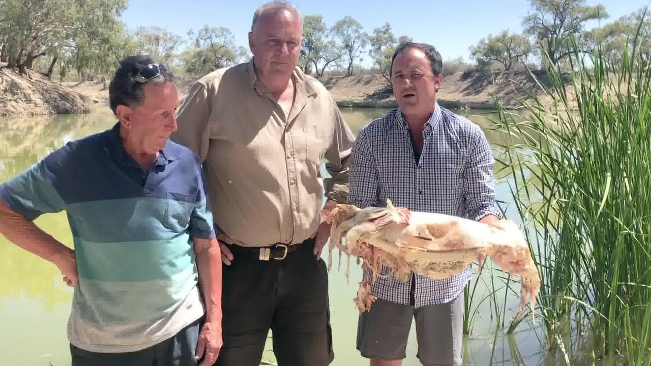 NSW MP Jeremy Buckingham holds one of the huge fish that died in recent mass deaths. Picture: Office of Jeremy Buckingham MLC