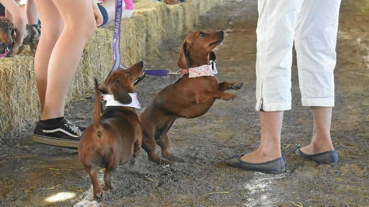 Roma Dachshund Day 2018. Picture: Jorja McDonnell