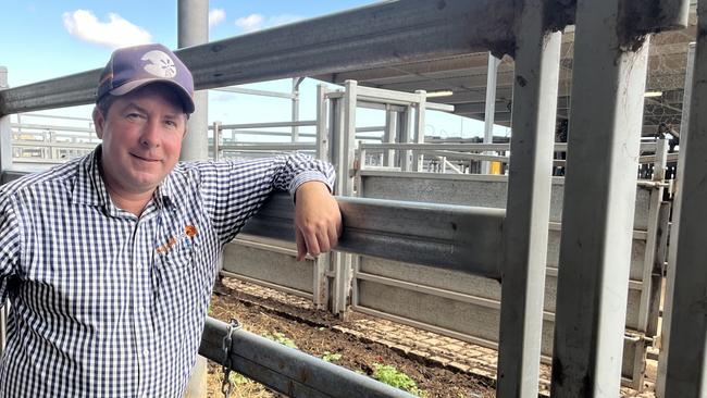 Justin Costello from Costello Rural at the Wodonga store cattle sale. Corryong will have about 1100 cattle for sale at the centre's once a year offering, and all will be fully inducted with vaccines. Pic yarn for livestock.