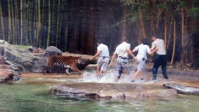 Australia Zoo staff manage to get Mr Styles (at right in dark pants) away from the tiger. Picture: Jake D'Olimpio l