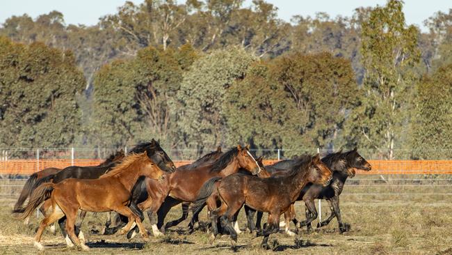 Volunteers have saved 32 Barmah brumbies for rehoming in its sanctuary adjoining the forest. Picture: Zoe Phillips