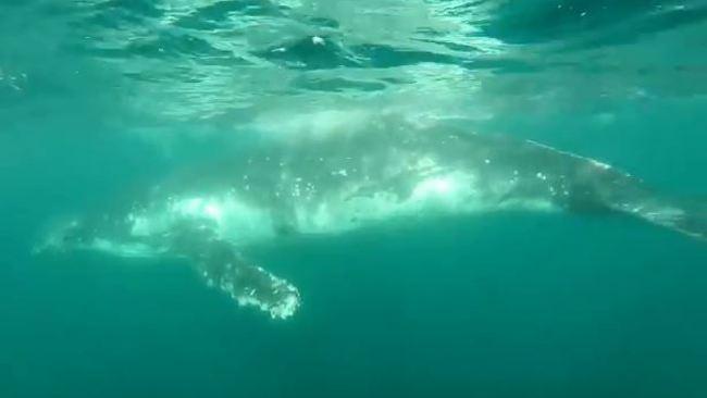 Entangled Humpback Whale Rescued From Nets Near Burleigh Heads