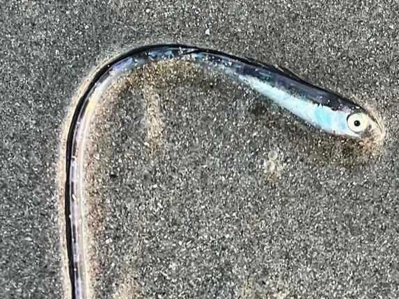 Gold Coast locals were left stumped when this odd looking fish washed up. It was later identified as a Hairtail blenny.