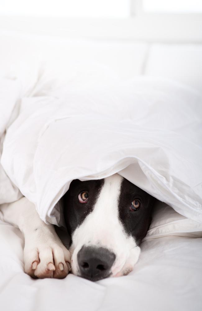 Double whammy: A great dane hiding under a doona.