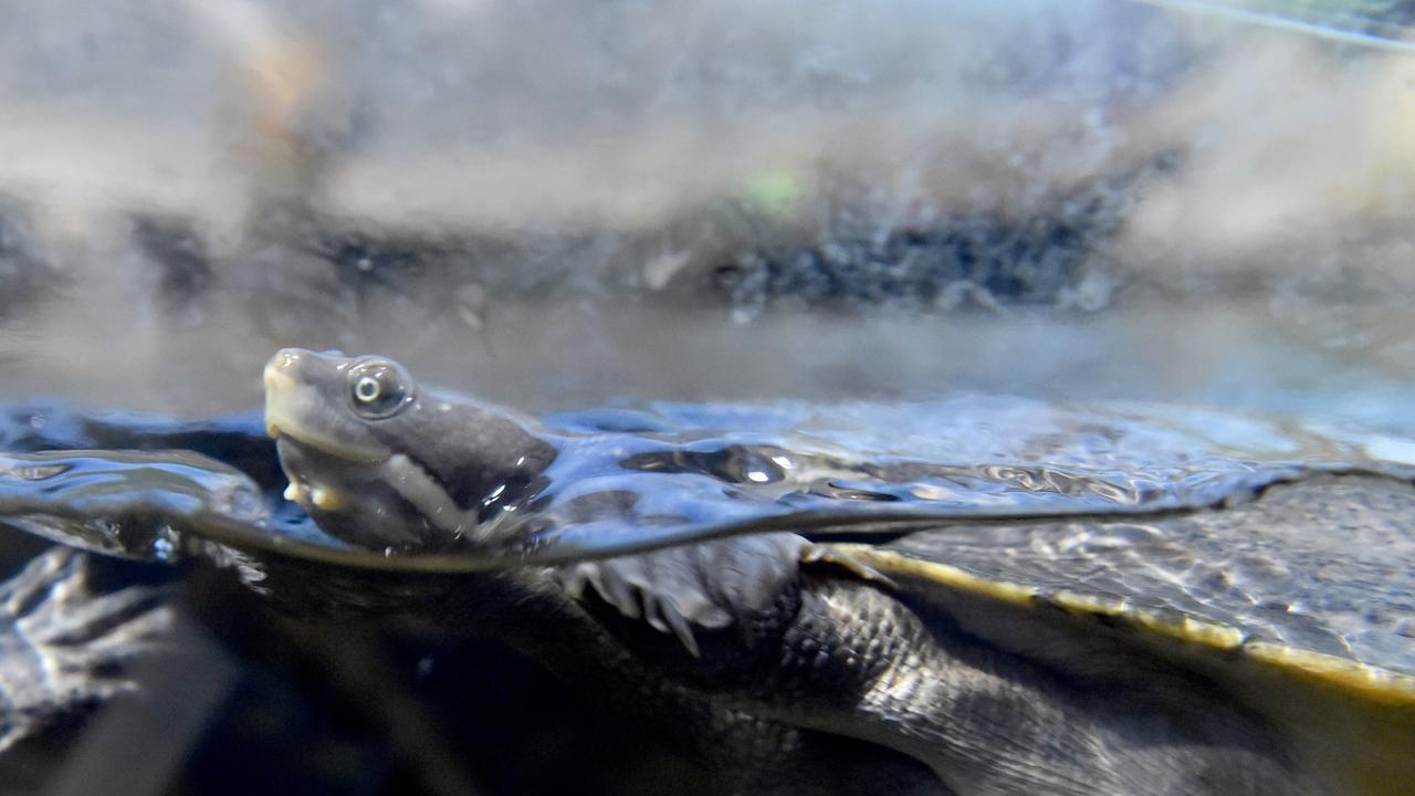 Behind the scenes at Reef HQ. Fresh water turtles. Picture: Evan Morgan