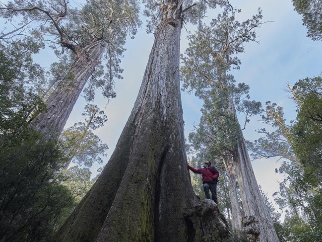 Steve Pearce co-founder of the Tree Projects next to a big tree in the Grove of Giants. Picture: Rob Blakers.