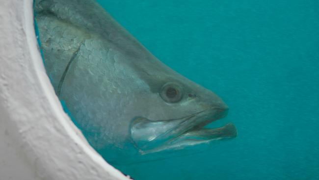 Barramundi from Coral Coast Barramundi, Australia’s premium supplier of saltwater barramundi, just north of Bowen.