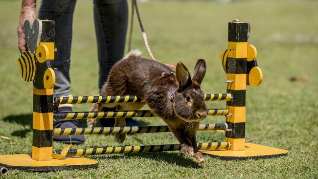 Fran Boston's rabbit Standout jumping. Picture: Jerad Williams