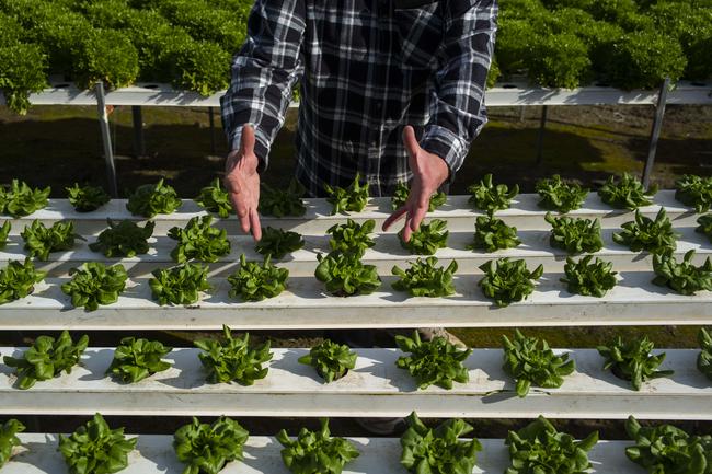 Larry Sher known affectionately known as ‘Larry Lettuce’, owner of Millingandi Greens, a primary producer of lettuce and other green vegetables and herbs, at his farm in Millingandi, NSW. Picture by Sean Davey.