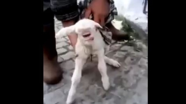 First steps ... the lamb has trouble standing on his own feet. Picture: YouTube