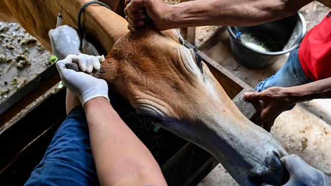 A vet administers a vaccine for foot-mouth-disease to a cow at a shed in Lhoong, Aceh province on July 26.