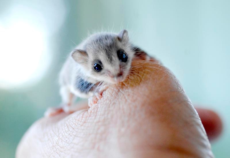 An infant Feathertail Glider, about 85 days old, was found all alone and handed into Katy Stewart of WIRES. Picture: Jay Cronan