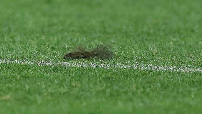 A clump of Felise Kaufusi’s hair, ripped out by Luke Keary. Picture: Brett Costello