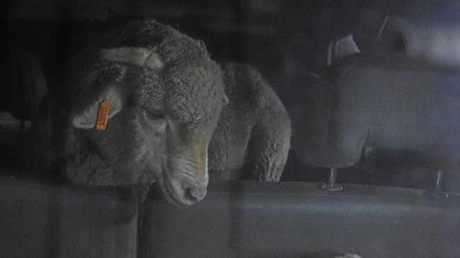 A sheep from Carey Brothers Abattoir in the back of a vegan activists four-wheel drive on Monday morning at Yangan. Picture: Michael Nolan