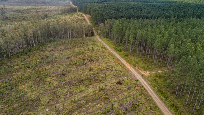 Palm oil production has been blamed for deforestation in some areas.