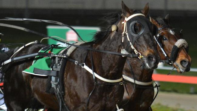 Horses in a harness race. Pic: Tasracing