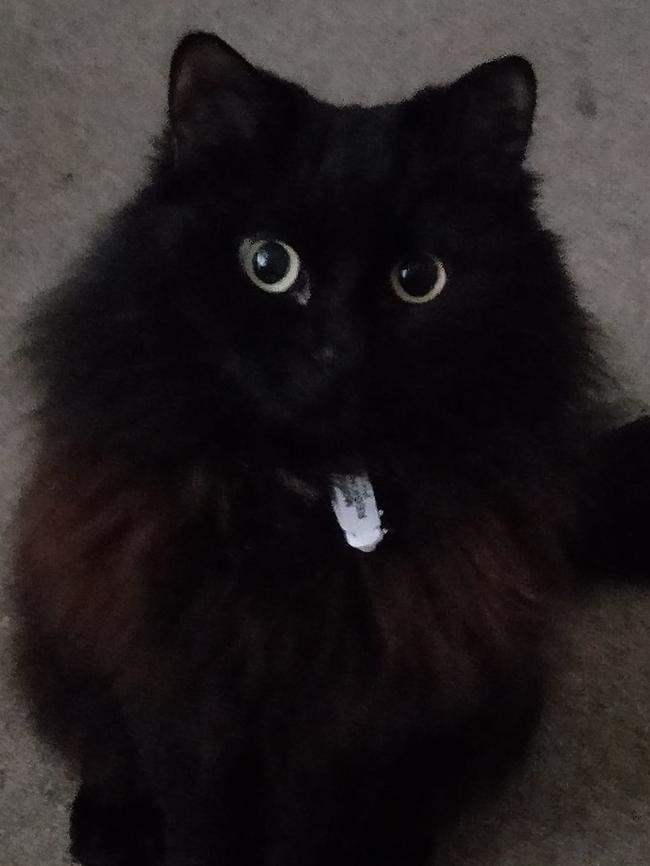Puttins. (Pronounced Put Tins) she's such a treasure. My son is autistic and she adores him. She is a real Princess. International Cat Day. Reader pet photos. Picture: Nicky Eaton