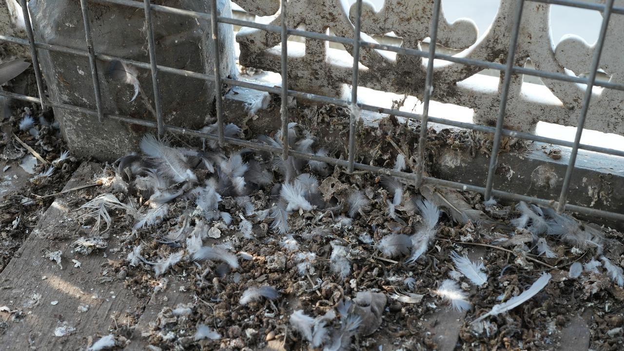 The balcony above the Fam Coffee shop is caged to keep the pigeons out, but there are still piles of pigeon poo all around. Picture: Dean Martin