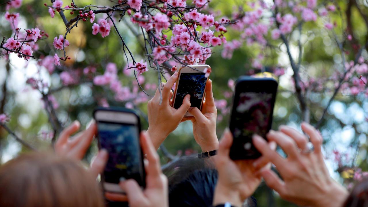 2019 Auburn Botanic Gardens Cherry Blossom festival picture gallery