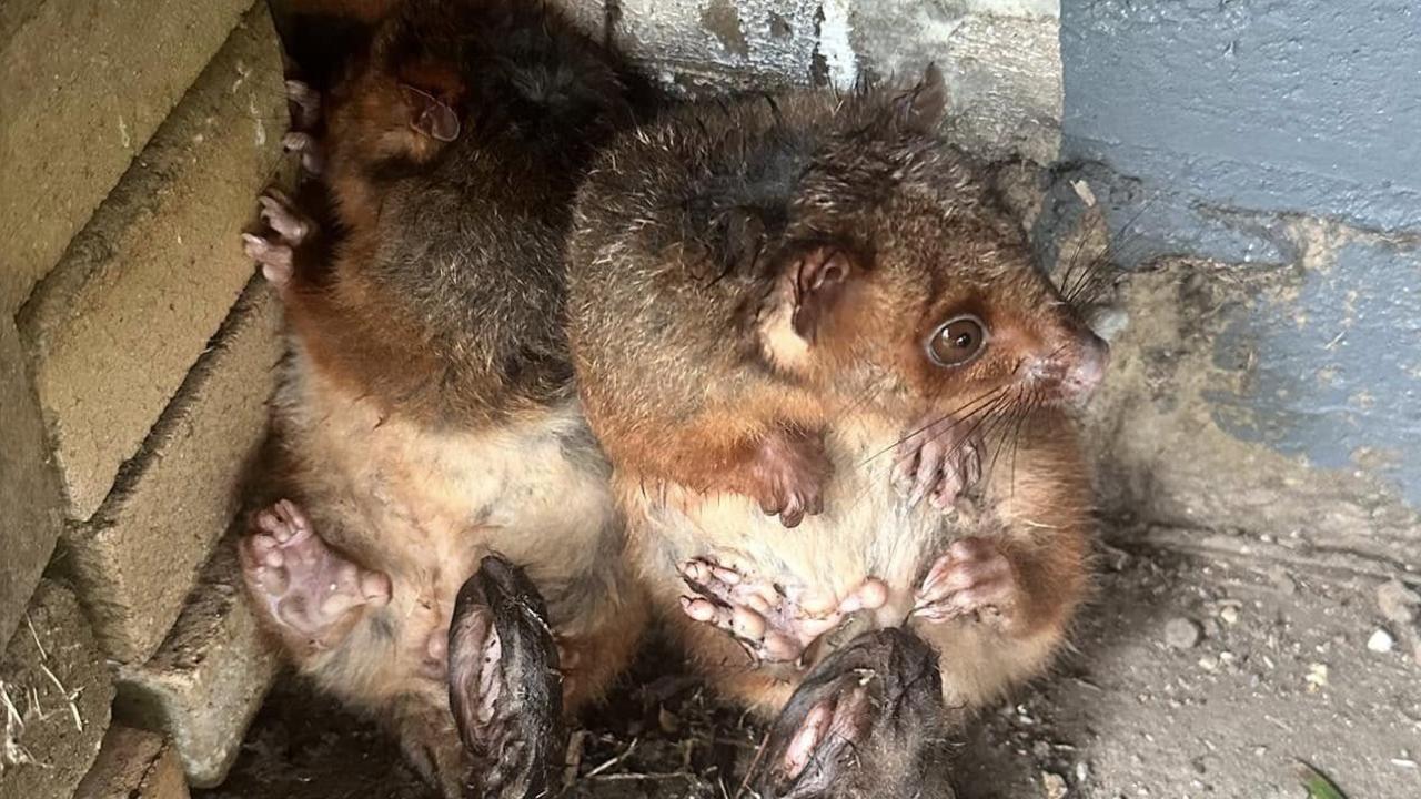 Shivering mother possum, babies sought refuge after ex-cyclone Alfred