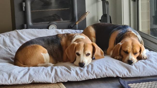 Beagles Lexi and Hunter are both rescues and feared to have been stolen by backyard breeders. Picture: Michelle Buckley