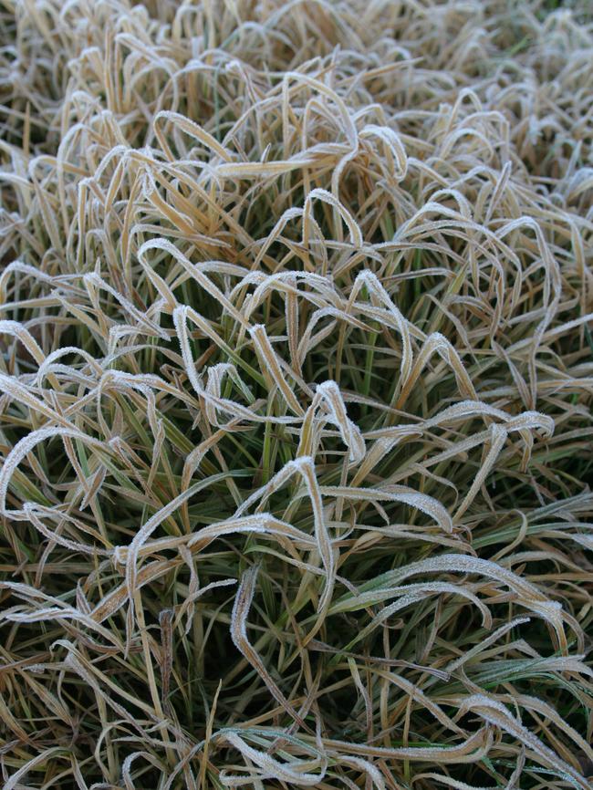 Frost covered grass.