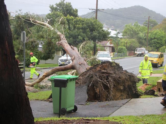 The tree toppled early Tuesday morning. Picture: Fiona Killman