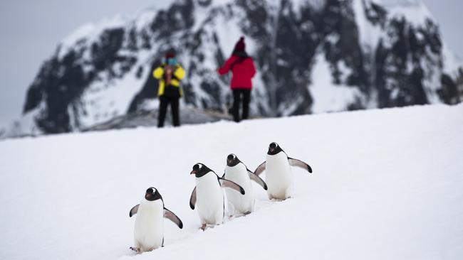 Award-winning tour company iExpedition has Antarctica on its destination list.