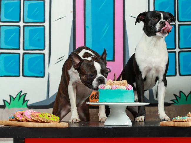 **Embargoed for Monday 14 December 2020**Boston Terriers Poppi and Jax at WOOF GATEAUX Boutique Pet Bakery, in Enmore, today.Picture:Justin Lloyd.