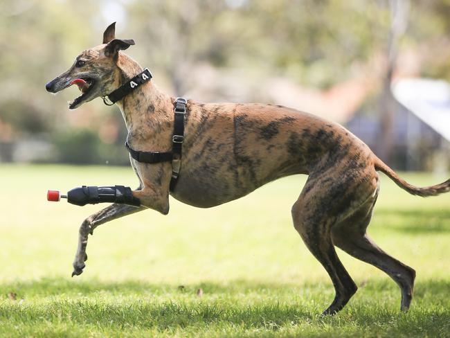 Millie is a 4-year-old rescue greyhound with the first 3D printed prosthetic leg for a dog in Australia. Picture: Dylan Robinson