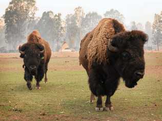 Bison are safe at Aranyani Bison Adventure Tourist Park. Picture: Jimmy Melecki