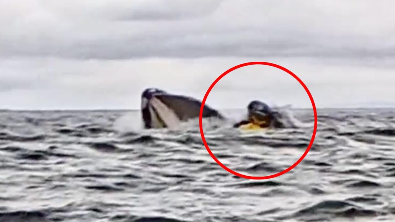 The shocked kayaker was spat back out by the mammoth animal. Picture: Jam Press