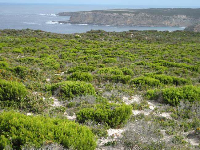 A view across the high quality native vegetation at Whalers Way to the ocean. Credit: Marcus Pickett