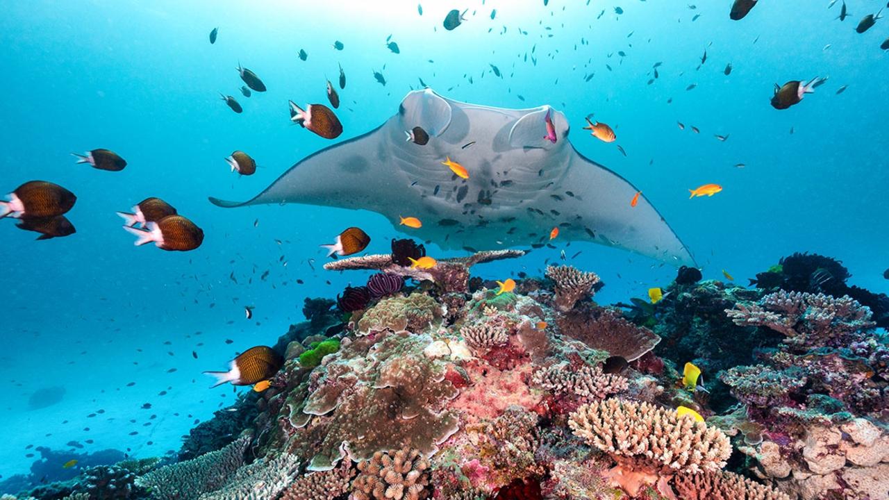 A reef manta ray glides over healthy coral gardens on Lady Elliot Island on the southern Great Barrier Reef, Queensland.