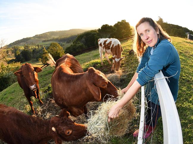 Popular lawyer Anthony Walsgott on the road to recovery after a horror truck crash earlier this month. He is lucky to be alive but his primary concern is not himself but the huge number of cows he looks after. Pictured, Anthony's partner Julianne Watson. Photo Patrick Woods / Sunshine Coast Daily.