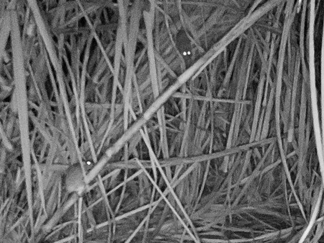 Rats are devouring sugarcane in the Herbert River valley. Picture: Herbert Cane Productivity Services