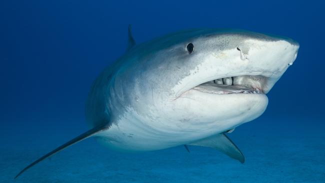 Tiger Shark