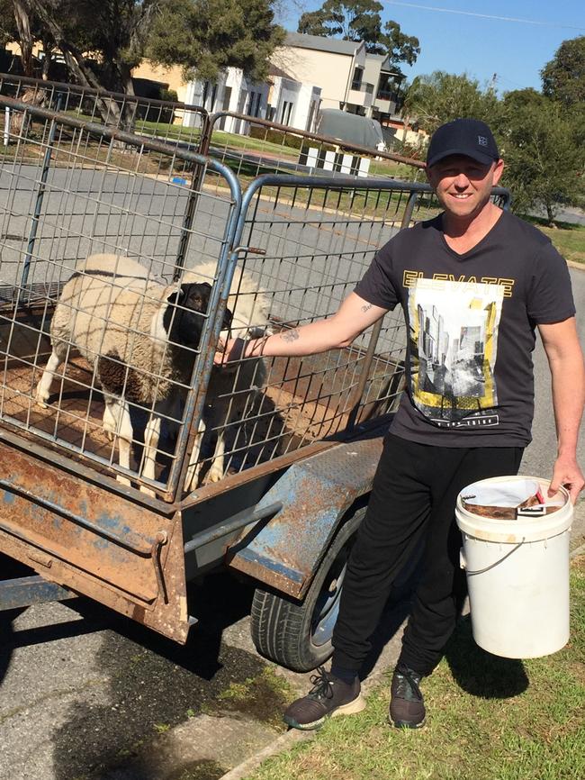 Anthony Phillips with his sheep that went missing from his Henley Beach home. Picture: Supplied