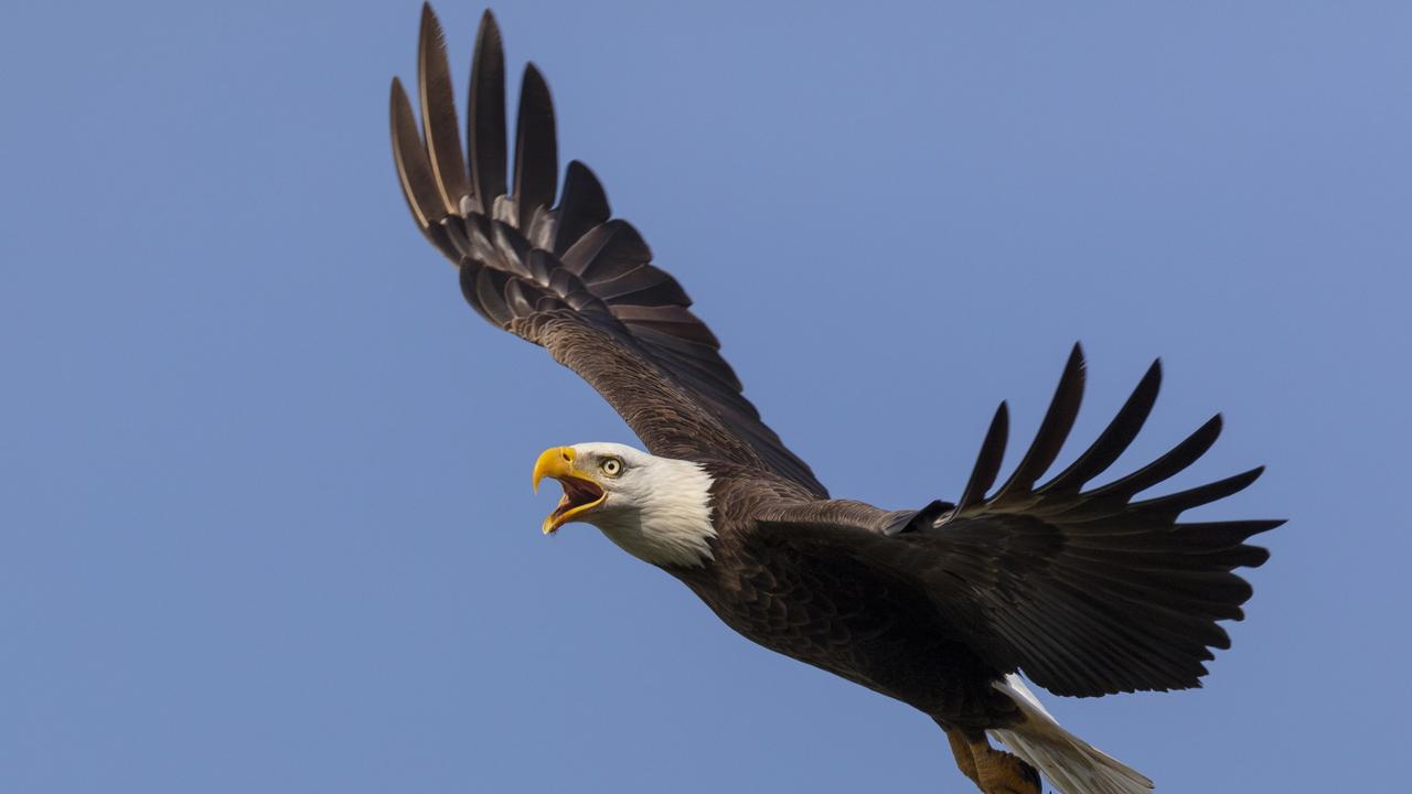 Bald eagle’s are known to attack seagulls and other birds. Picture: iStock