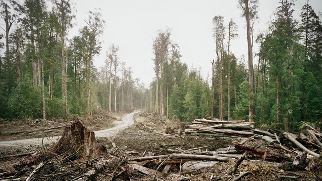 Old growth forest in Tasmania, Australia. Old growth deforestation in the Upper Florentine, 70 KM from Hobart. Deforestation accounts for around 15% of global greenhouse gas emissions.  Curbing deforestation and restoring forests are a key means of avoiding dangerous climate change.Copyright Michael Hall