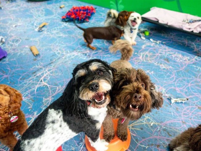 Doggy daycare mates at The Hound Hutt in Brisbane. Picture: instagram.com/thehoundhutt