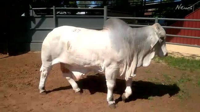 Record breaking bull sale