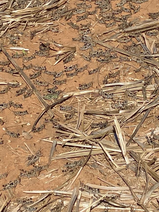 Locusts are banding across areas of Victorian and southern NSW including at Rennie, NSW.