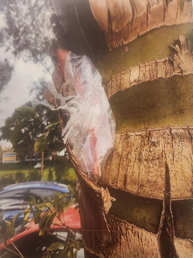 The methamphetamine found in the palm tree. Photo: Courts SA