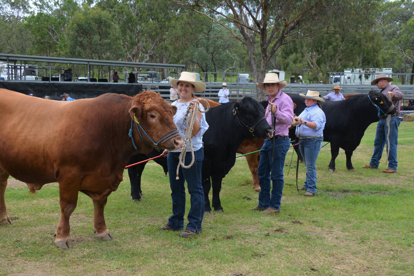 Kath McUtchen from Jandowae showing in the reserve junior champion bull class on behalf of Rick and Sue McDougall from Upper Horton in NSW at the 71st annual Cooyar Show. Picture: Kate McCormack