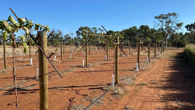 Trial grapes growing at Singleton Station.