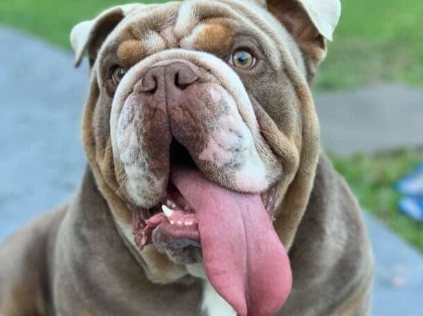 British bulldog Biggie was allegedly stolen from a Gold Coast home last month. Biggie's distraught owner Nadine Steadman has launched a GoFundMe campaign to help bring the two-year-old desexed male home. Picture: Supplied.