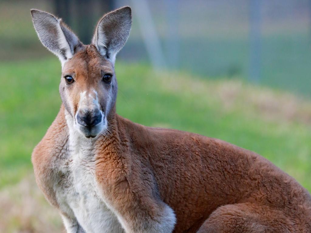 The video of the kangaroo (not this one) drew lots of attention from locals. Picture: AAP / Angelo Velardo